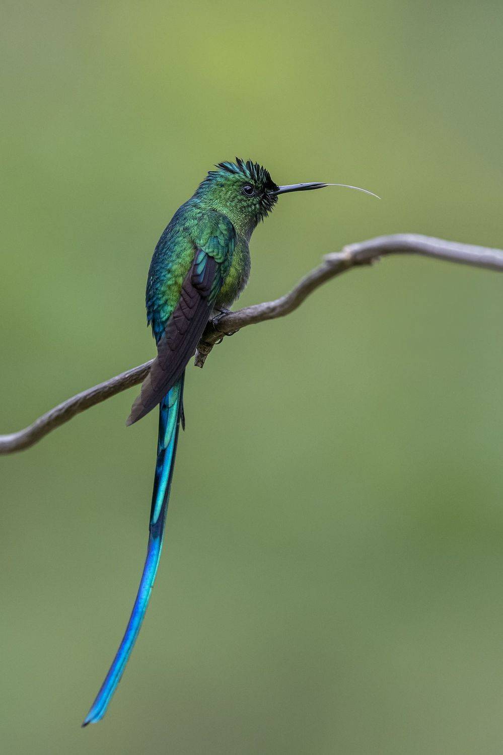 , Fernando Burgalin Sequeira