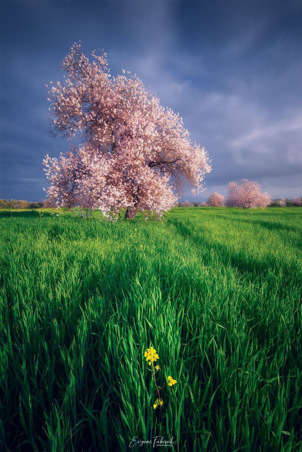 , Evgeni Fabis