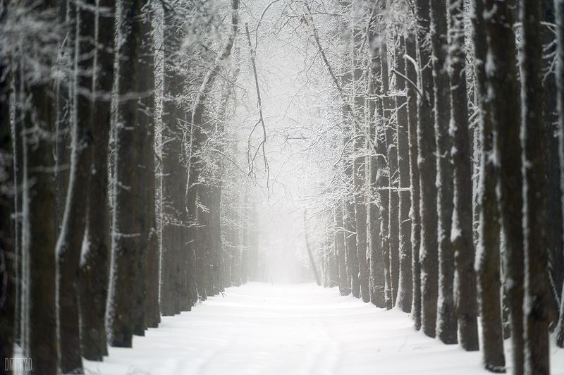 аллея, зима, снег, деревья, лес, дорога, Аллея фото превью