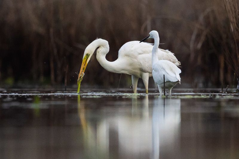 Great Egret with a catch фото превью