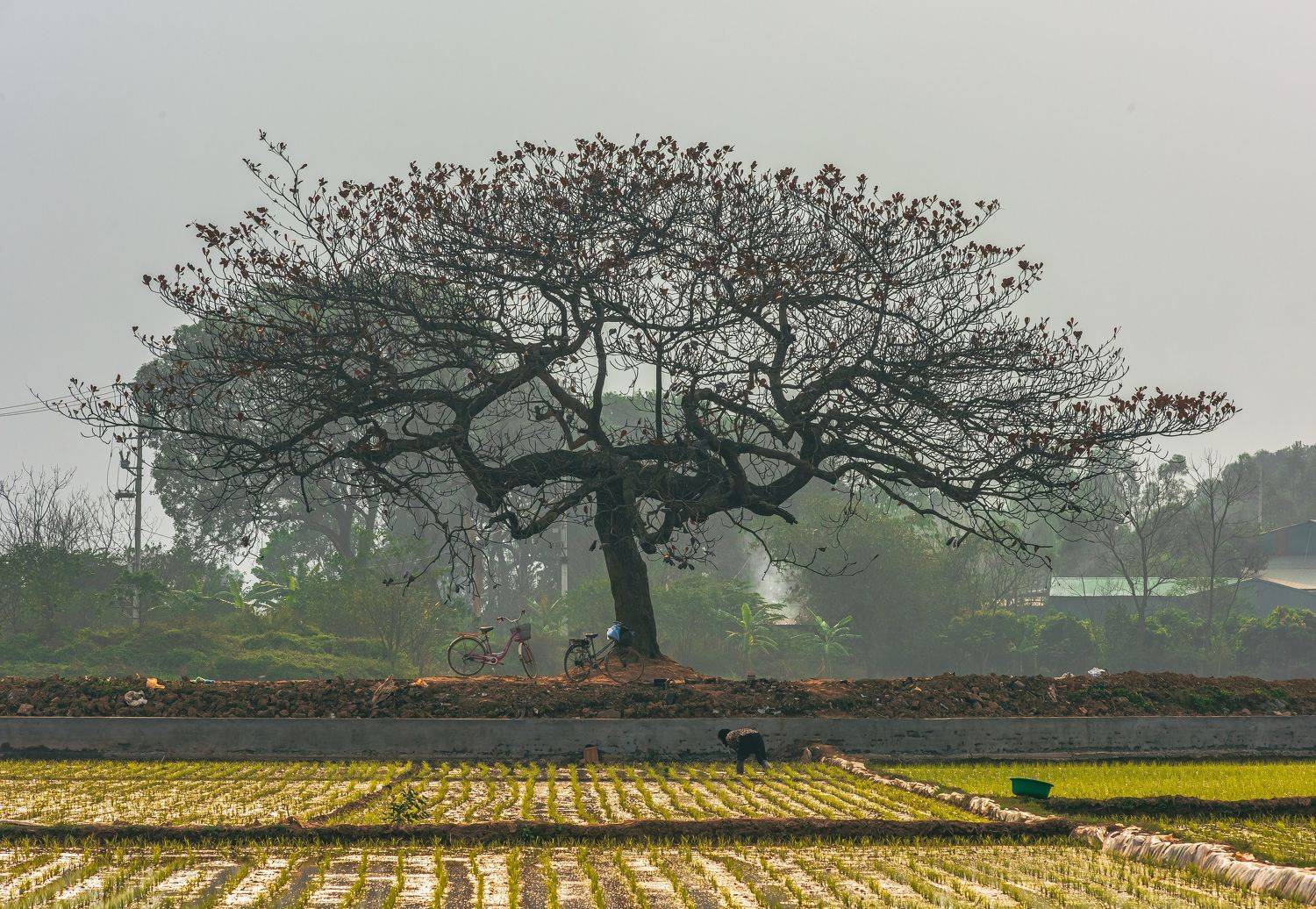 ,  Nguyễn Mạnh Đức