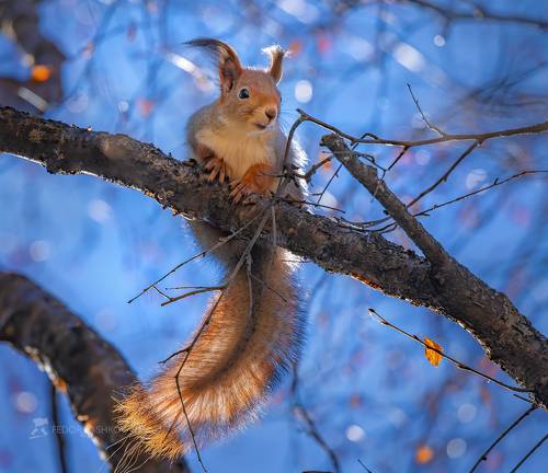 Красавица белка