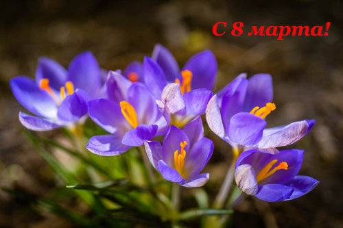 Крокусы