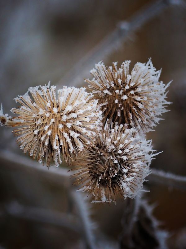 Frozen 4 фото превью