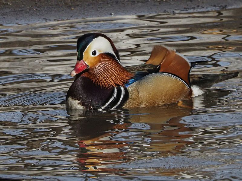мандаринки 2 фото превью
