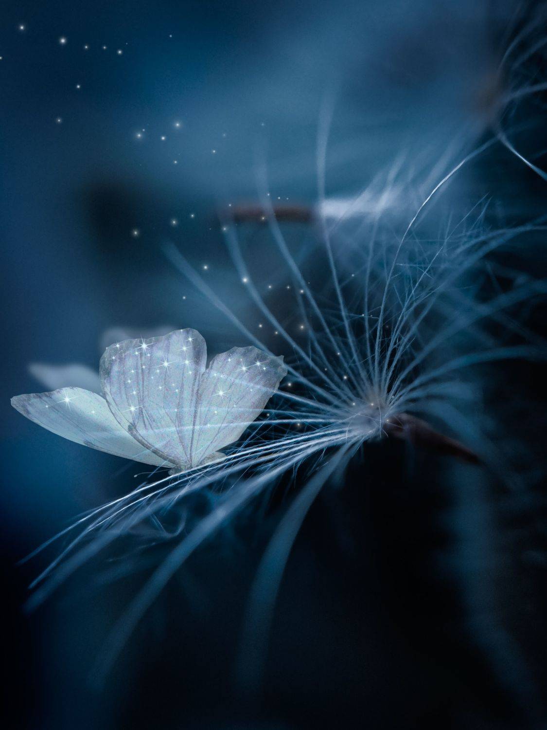 макро, арт, бабочка, природа, цветы, Smirnova Olga