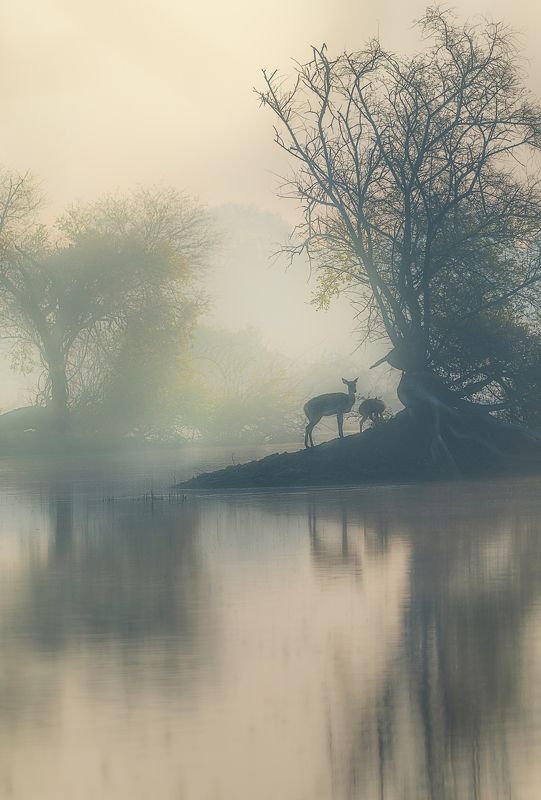 wildlife, art, fine art, mood, nature, landscape Artistic Bharatpur фото превью