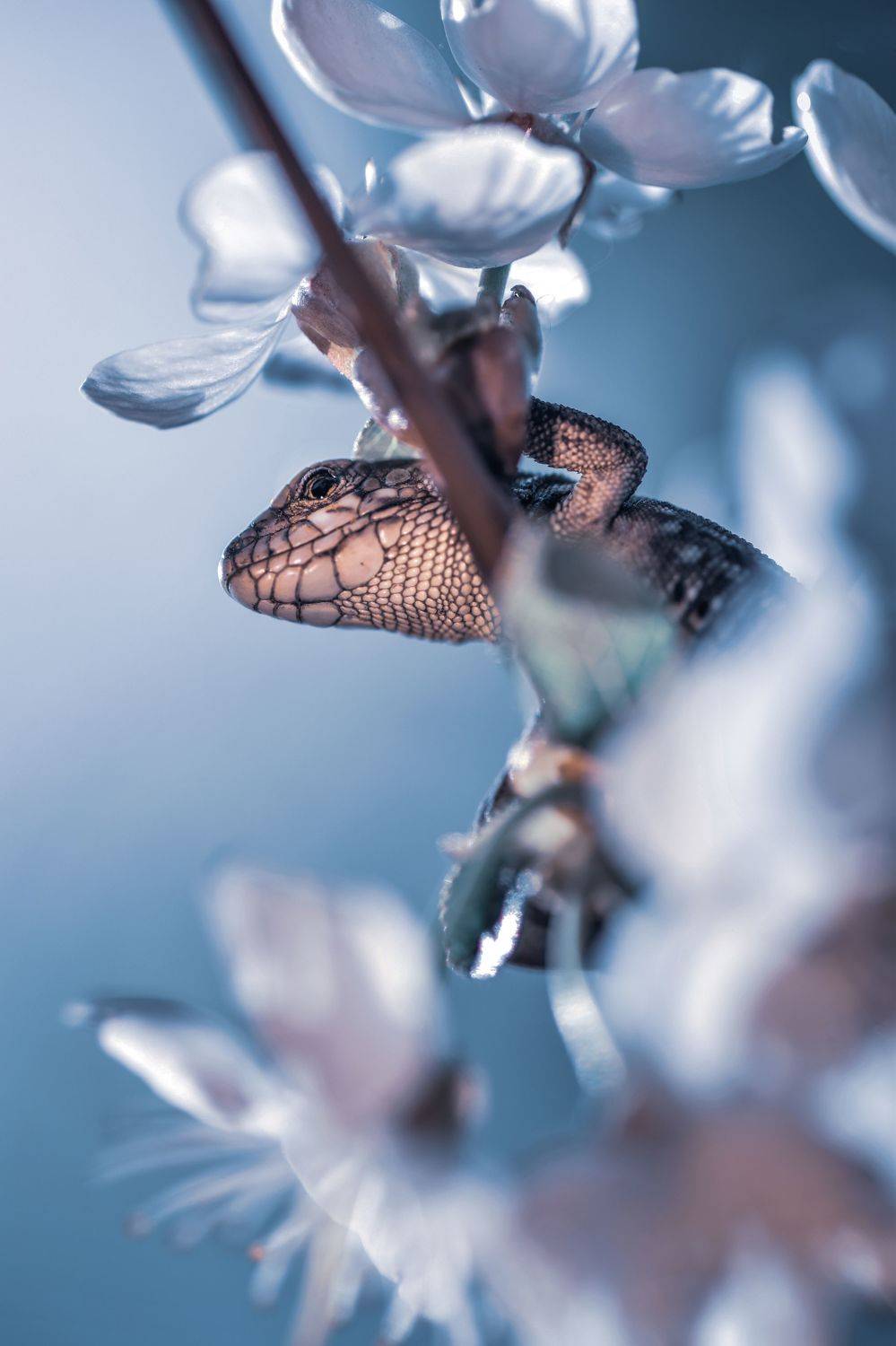 , Лапшина Владлена