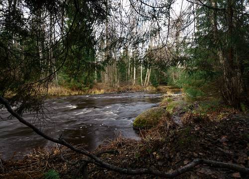 Лесная река в Линдуловской роще