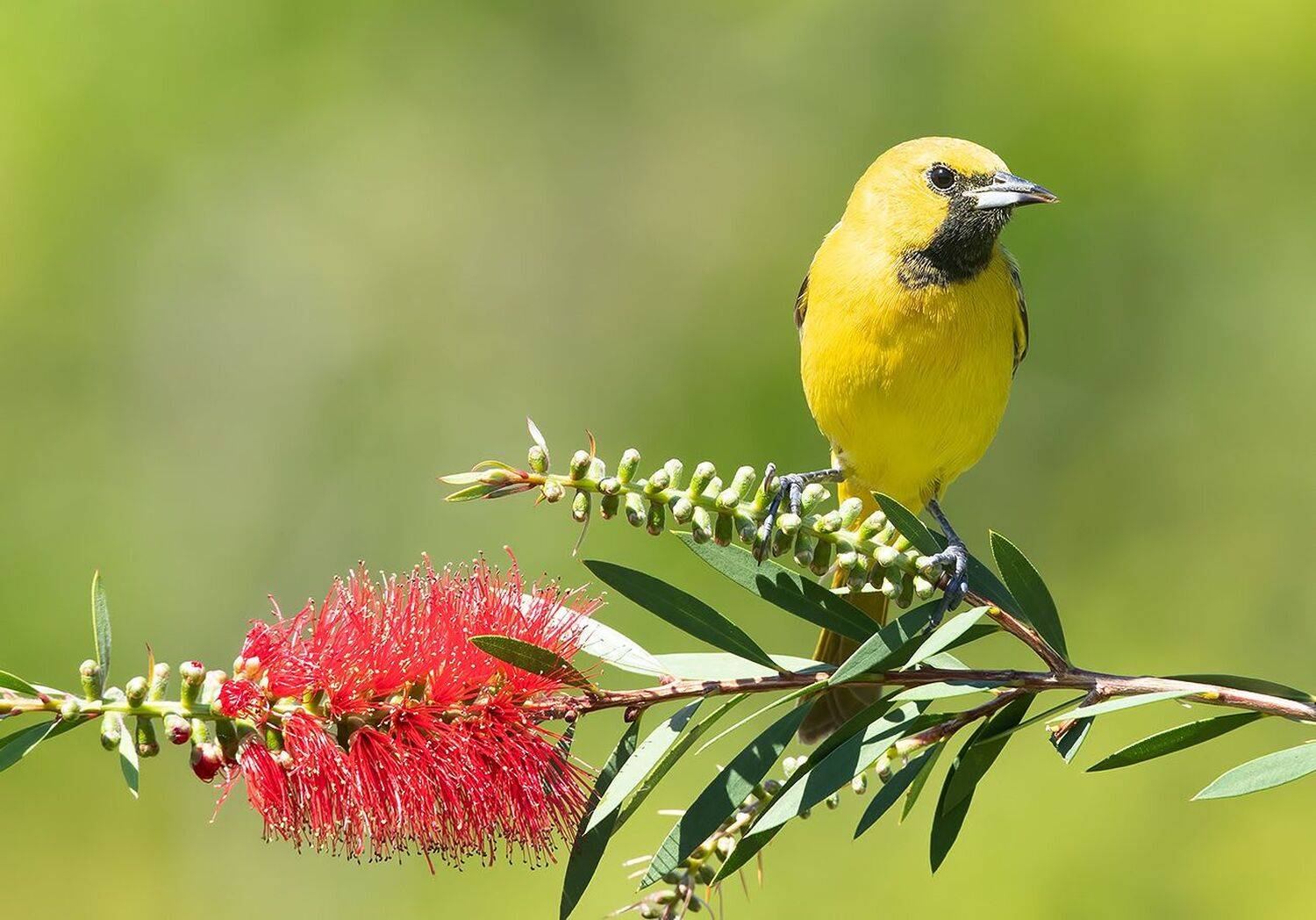 садовый трупиал, orchard oriole, oriole, весна, Etkind Elizabeth