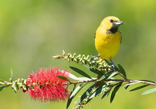 Orchard Oriole -Cадовый цветной трупиал или Иволга