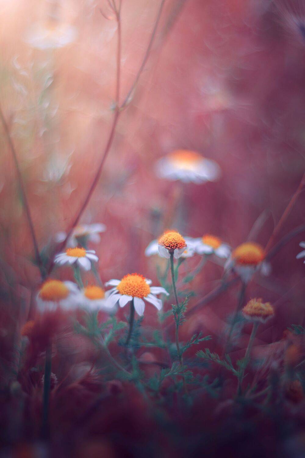 yellow,flowers,wild,nature,light,bokeh,white,, Борислав Алексиев