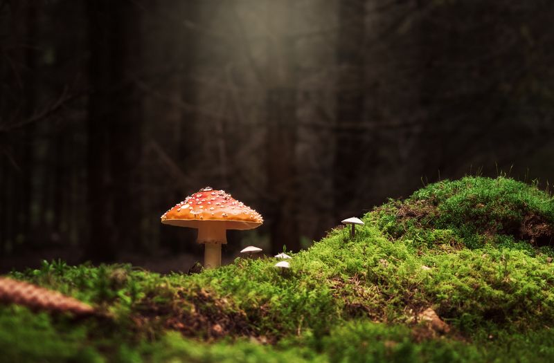 Мухоморные истории фото превью