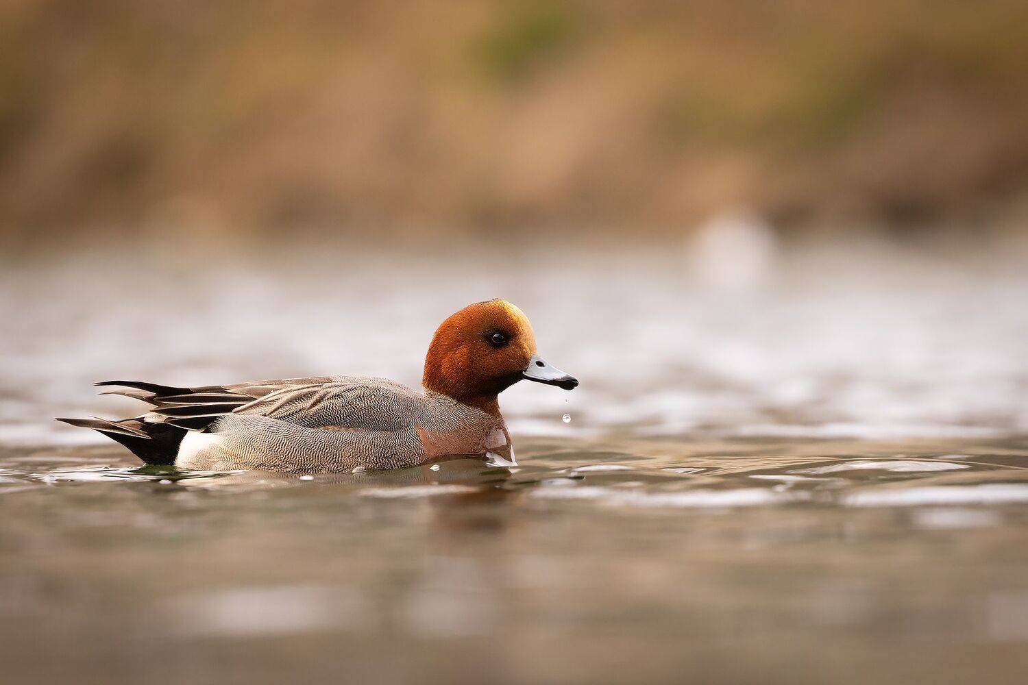 Duck (Anas penelope). Автор: Robert Adamec , Robert Adamec