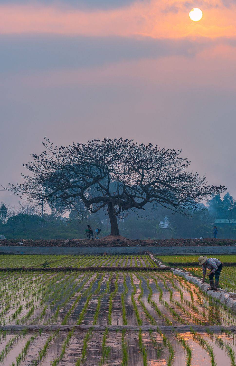 ,  Nguyễn Mạnh Đức