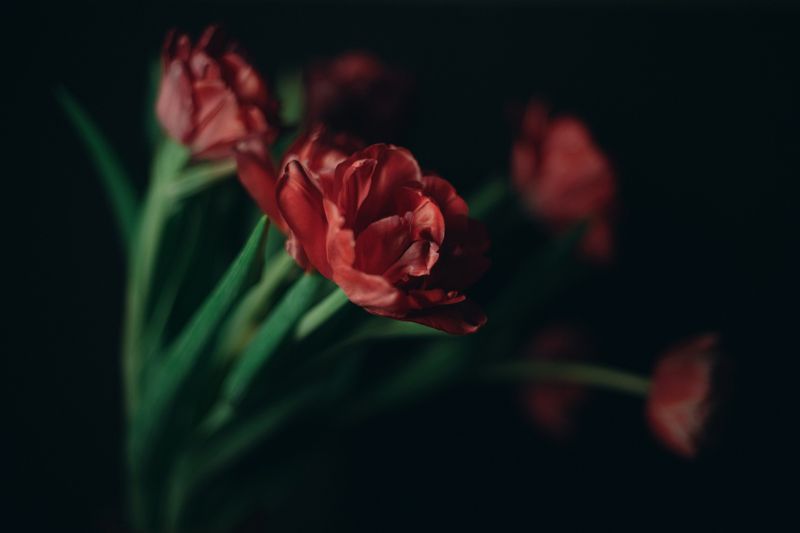 flowers, nature, flower, bouquet, colorful Flowers фото превью