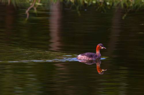 Little grebe