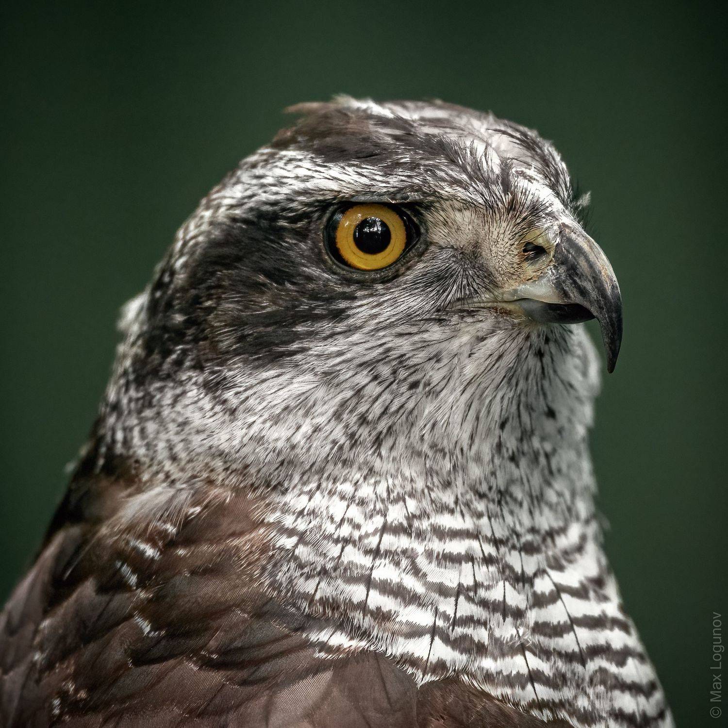 , Логунов Максим