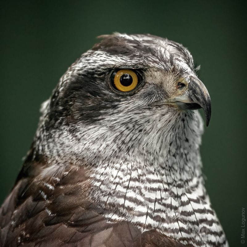 Ястреб перепелятник фото превью