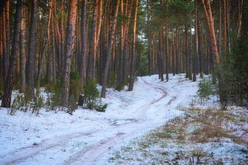 Pine forest on the dunes