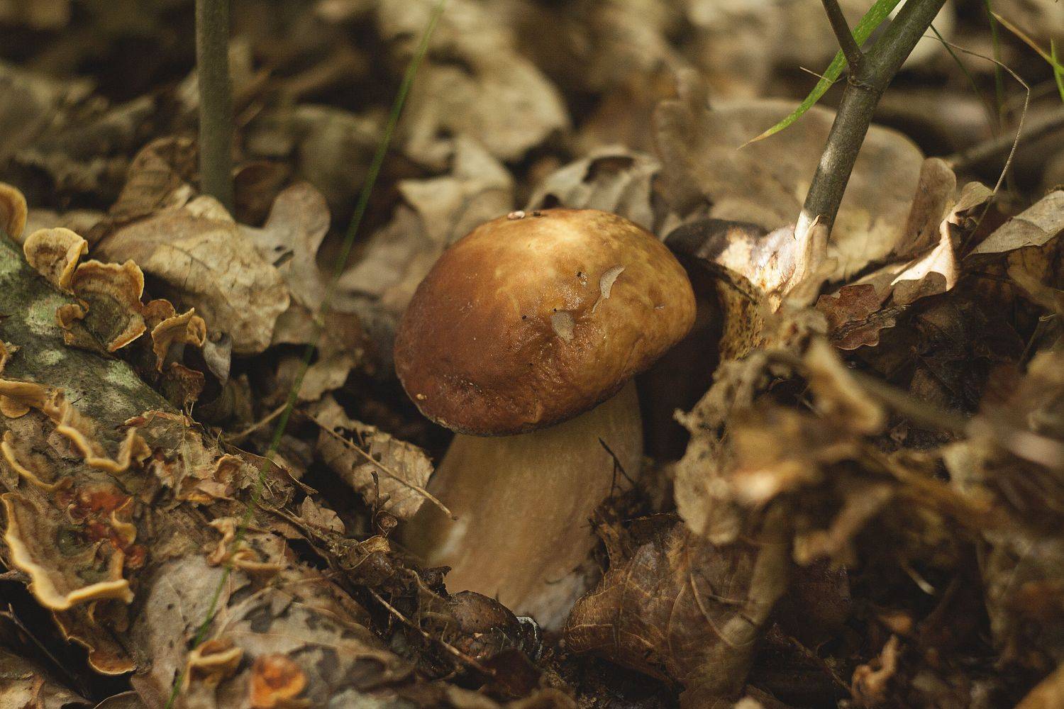 гриб, боровик, природа, лес, грибы, Алексейчик Ольга