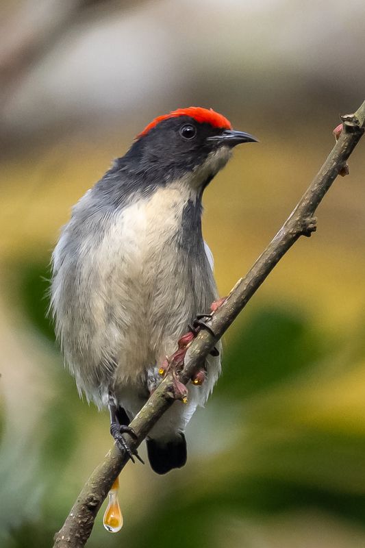 birds Scarlet-backed Flowerpecker фото превью
