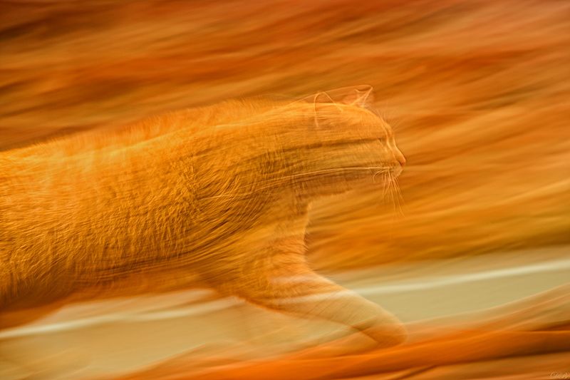 action, animal, animals, cat, cats, color, colors, color image, nature, orange, photo, photography, sneaky, stealthy, Stealing up on фото превью