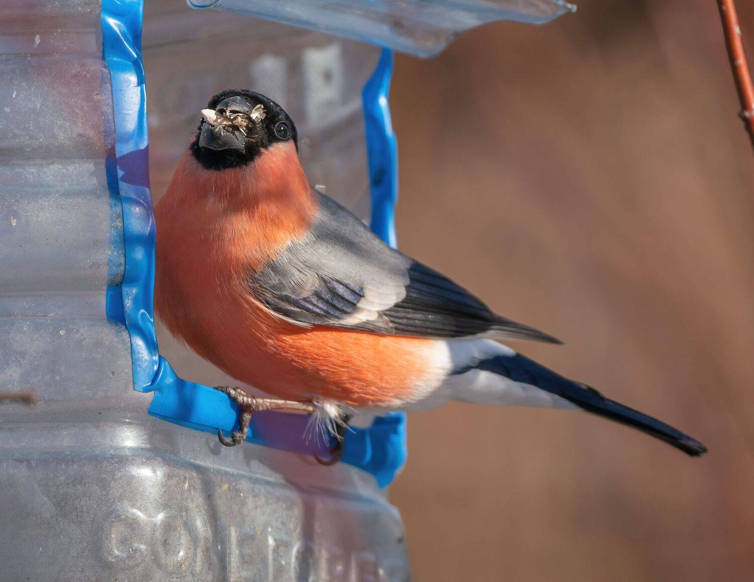 , Константин Дэм