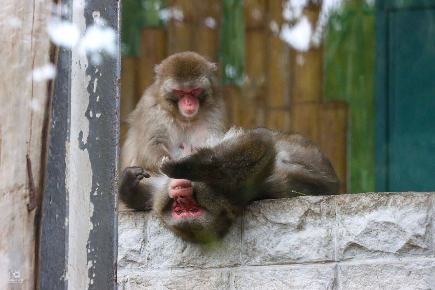 обезьяны, массаж, зоопарк, калининград, животные, отдых, вальер, самка, самец, вычёзывание, досмотр, monkeys, massage, zoo, kaliningrad, animals, rest, open-air cage, female, male, combing, examination, Vadim Svirin
