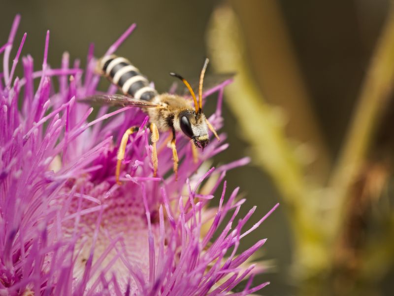 insect bee flower Leaving the safety of the flower фото превью