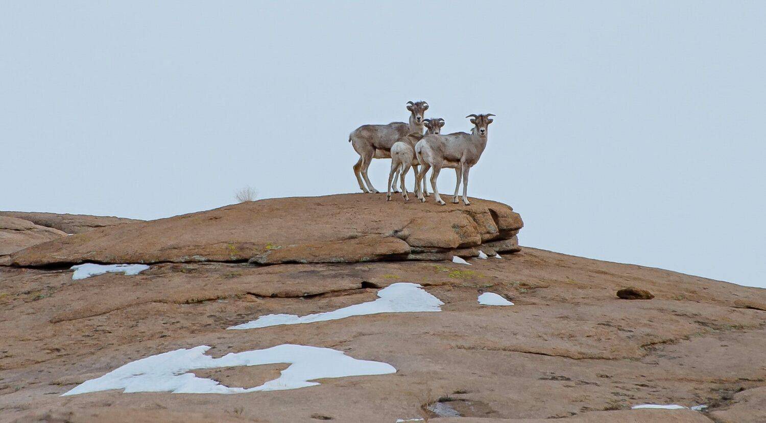 архары, Евгений Дроботенко