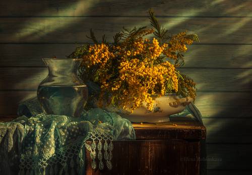 Натюрморт с мимозой