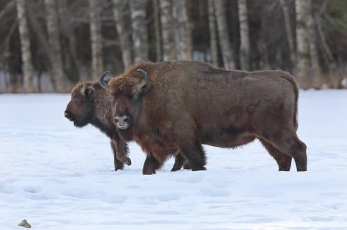 Белорусский исполин.