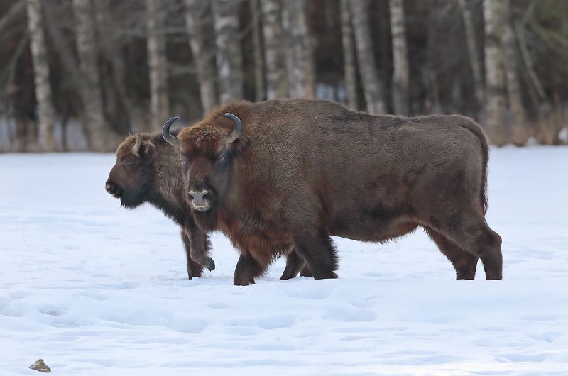 зубр Белорусский исполин. фото превью