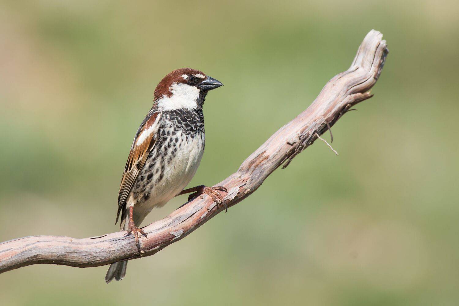 Passer hispaniolensis. Автор: Tomanovic Slavisa , Tomanovic Slavisa