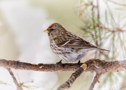 чечётка (самка).
