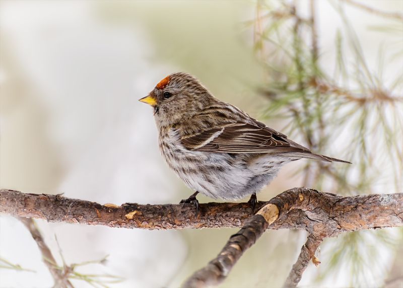 птицы, чечётка, самка, зима, чечётка (самка). фото превью