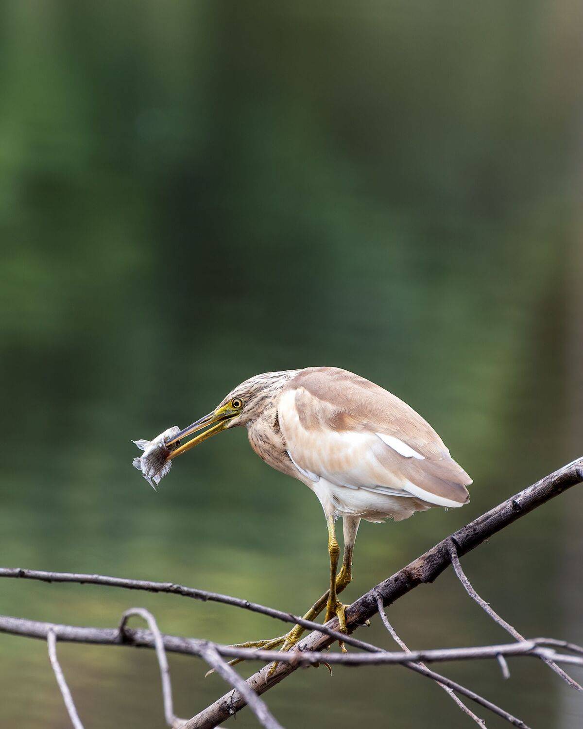 , Алексей Рыльский