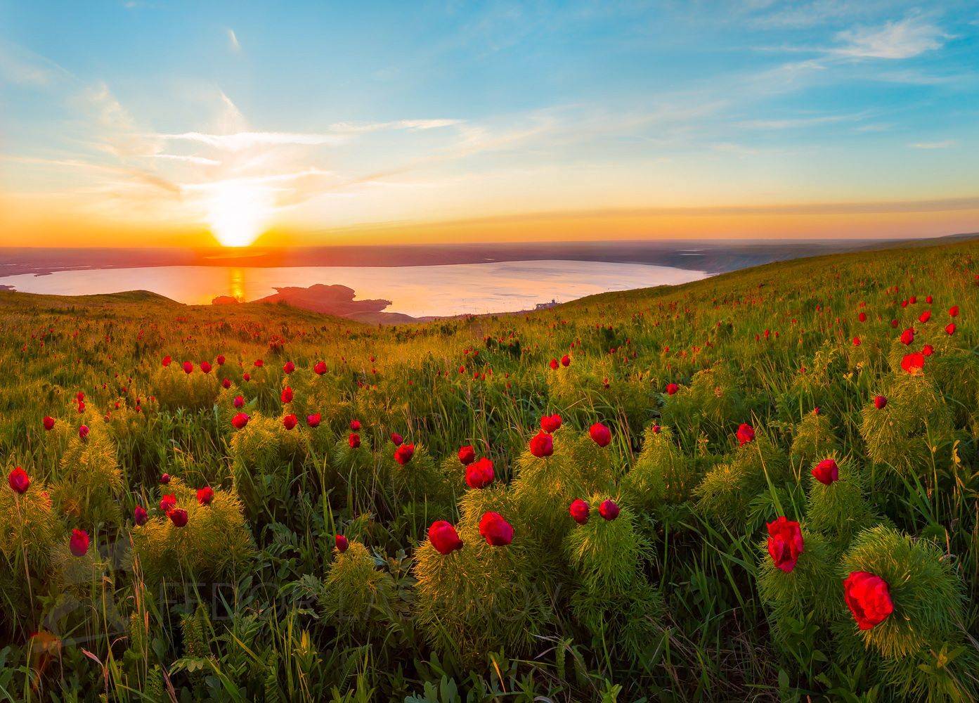 ставропольский край, сенгилеевское водохранилище, открывая ставрополье, путешествие, природа, степь, трава, луг, флора, закат, пион, воронец, пион узколистный, солнце, красный, воронец, ставропольская возвышенность, холм, степное, красное,, Лашков Фёдор