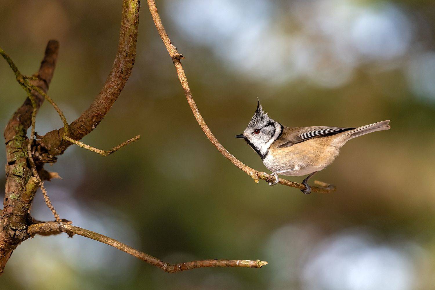, Александр Абросимов