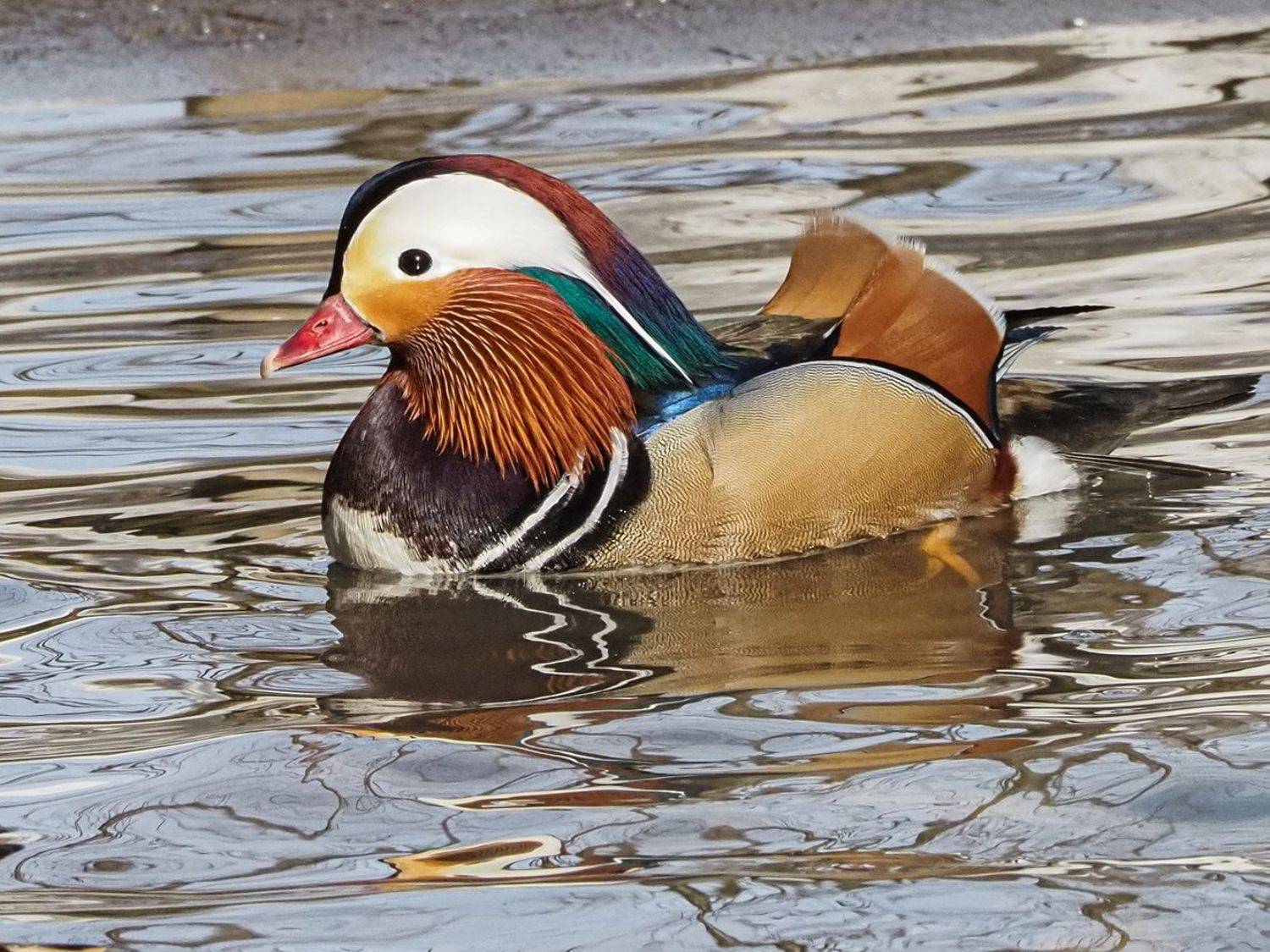 , Сергей Духанин
