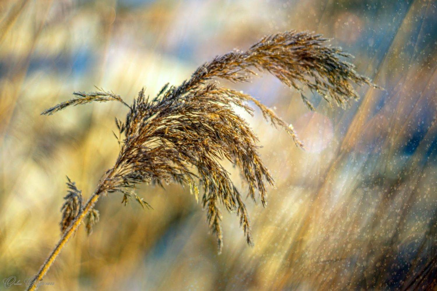 , Орлов Олег