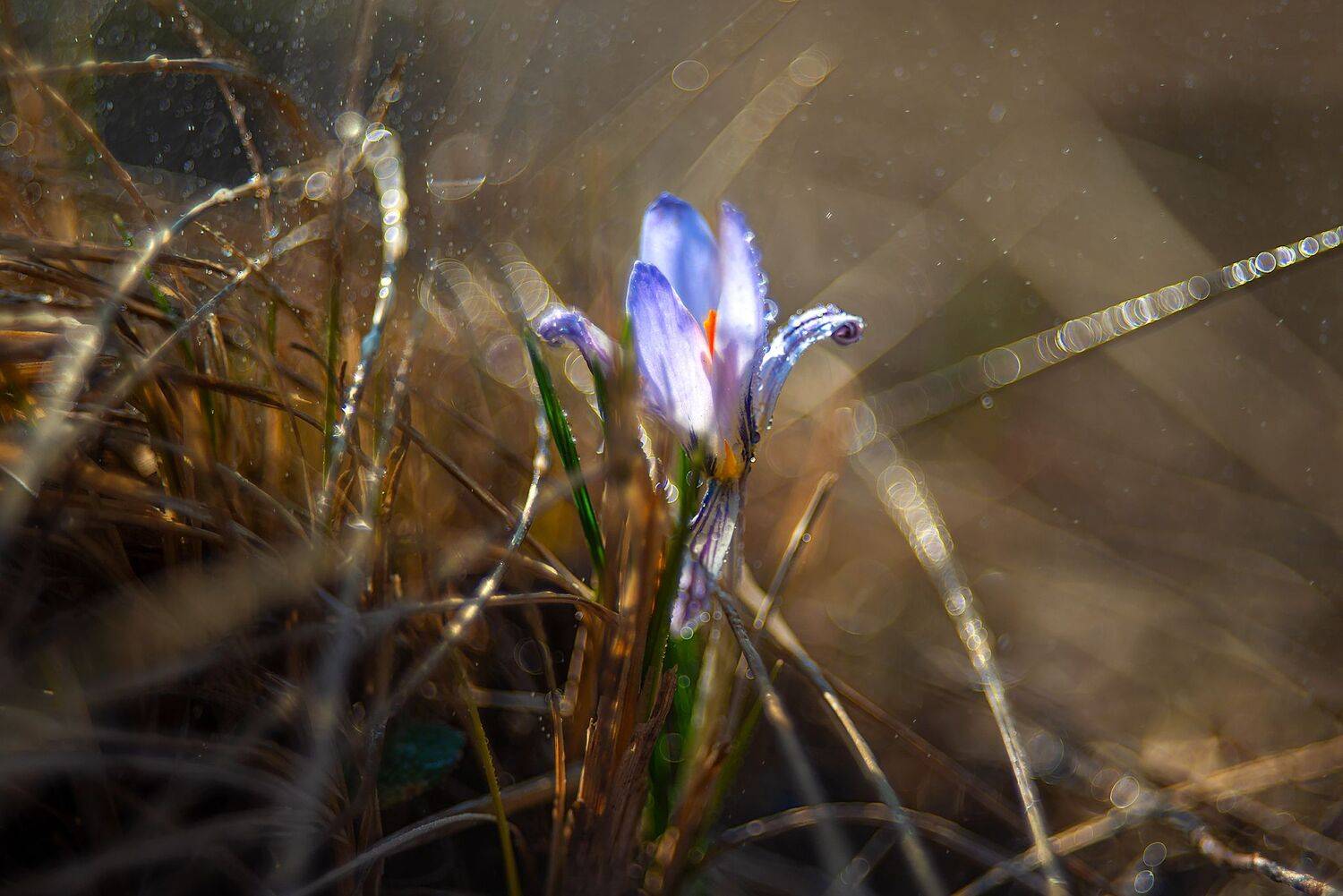 утро,крокус,роса,макро,гелиос, Елена Брежицкая
