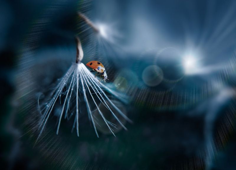 *** фото превью