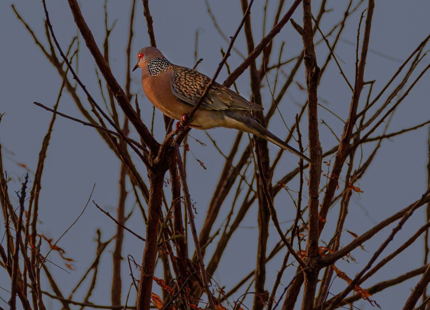 closeup, bird, birds, wild, wings, beauty, nature, swan, feather, spread, little sparrow,animal,animals,nikon,tailorbird,portraitm,eyes, G N RAJA