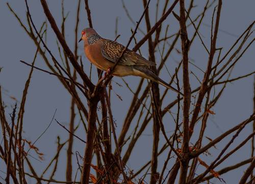 Spotted dove