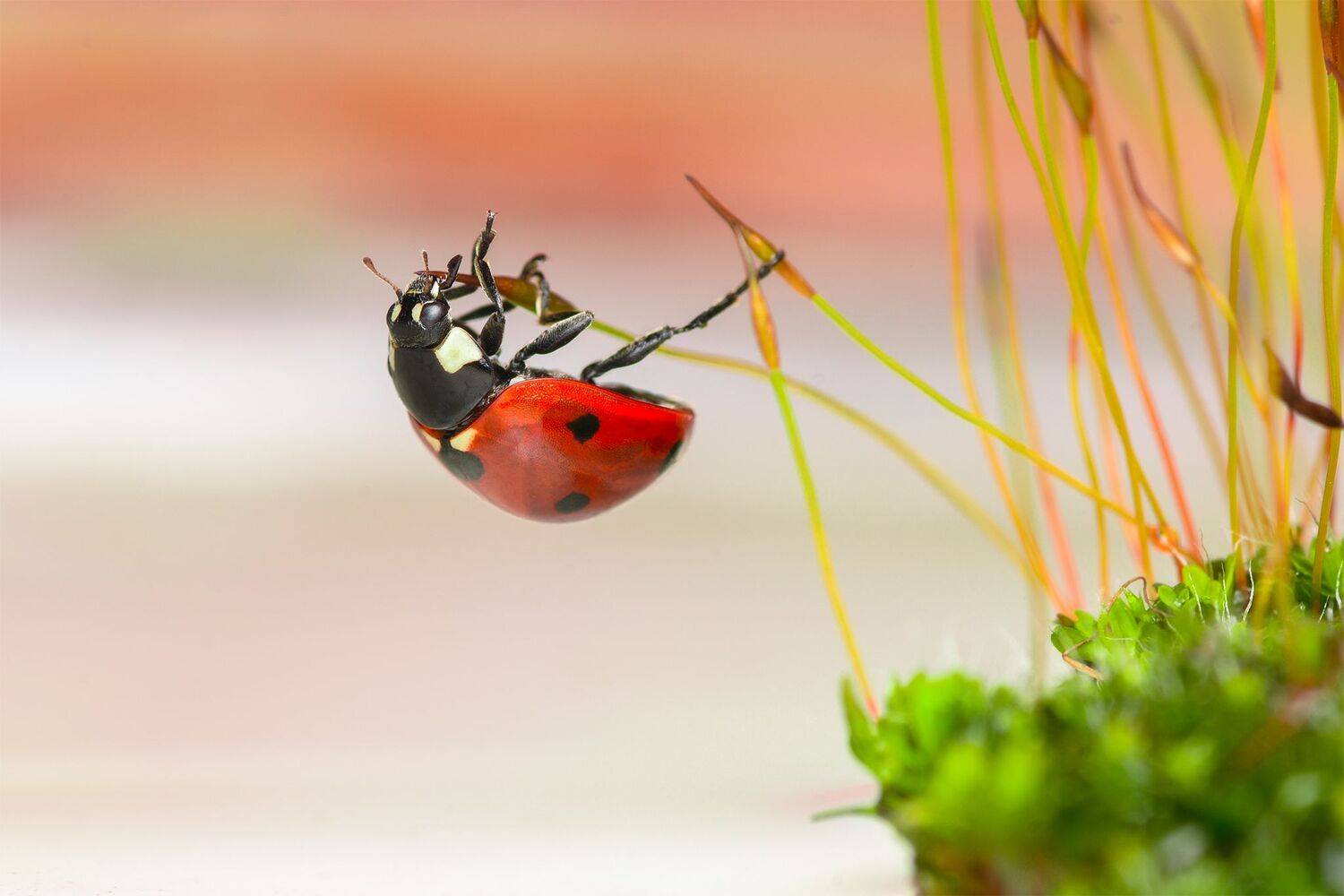 ceclii, macro, Tsvetan Ganev