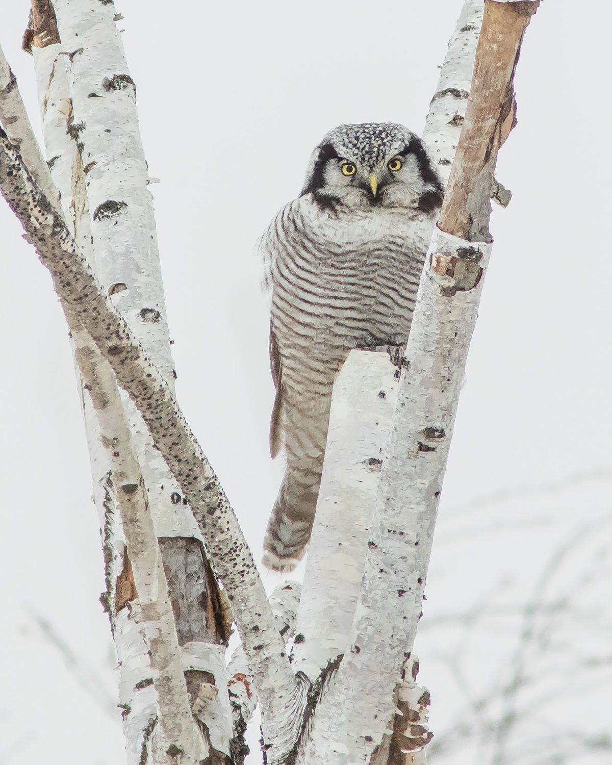 ястребиная сова, Суслов Дмитрий