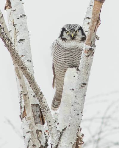 Ястребиная сова