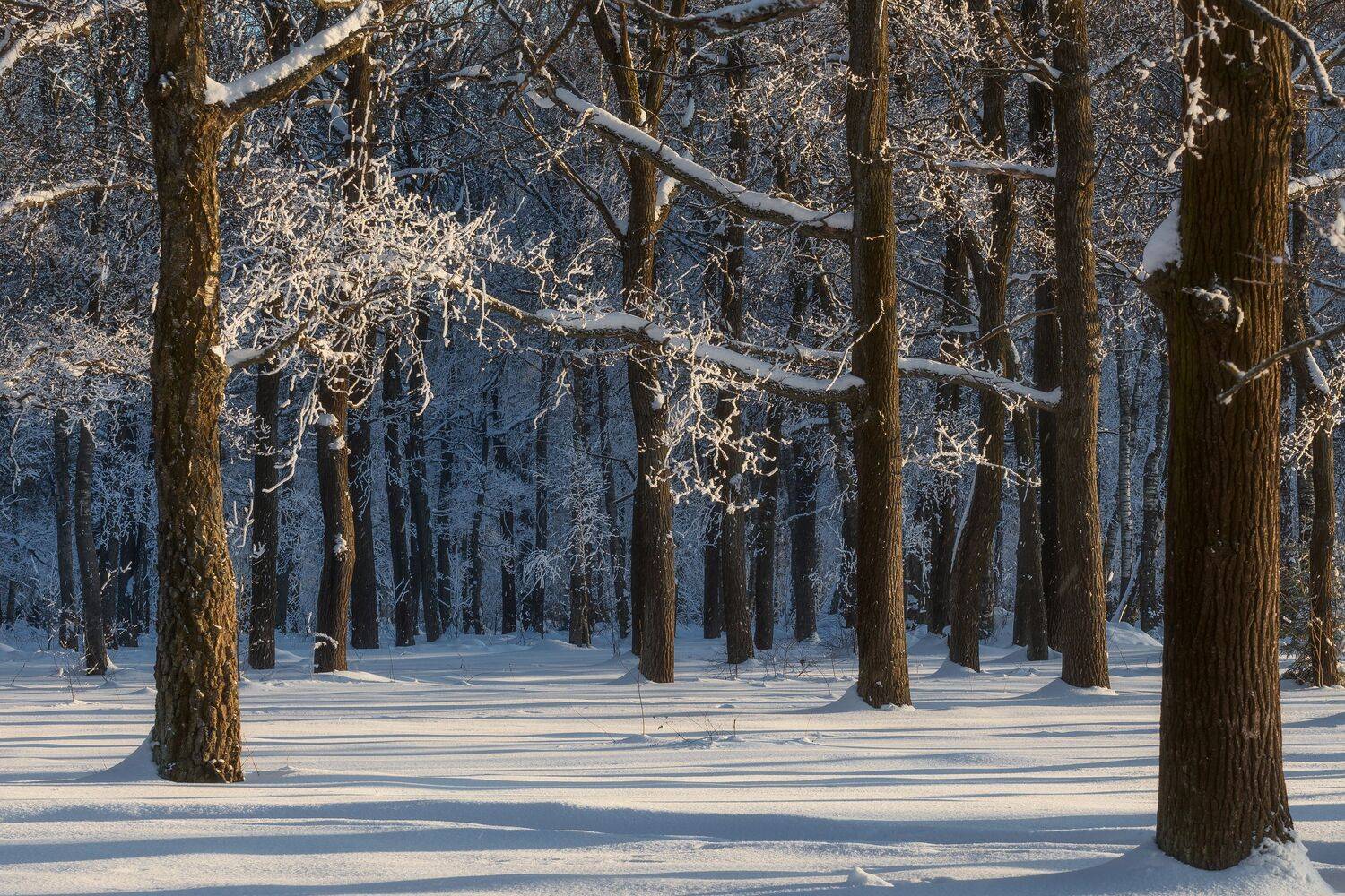 природа, пейзаж, зима, Московская область, зимний пейзаж, Мартыненко Дмитрий